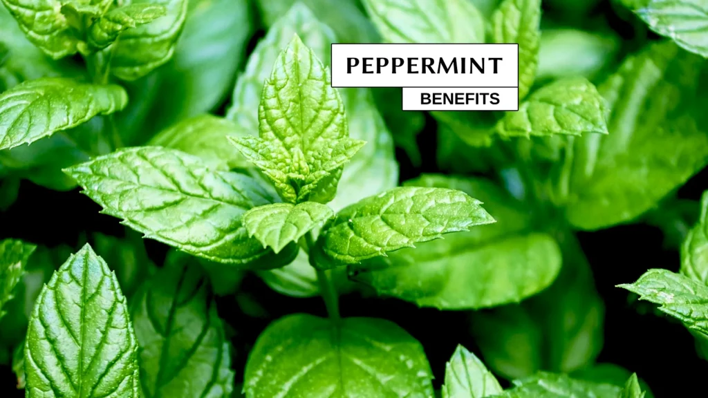 Text over peppermint plant.
